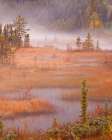 Canada, British Columbia, Mount Robson Provincial Park. Landscape with foggy marsh in autumn. Art Print